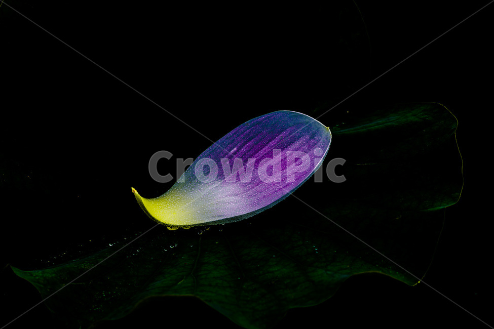 꽃잎,문양,무늬,패턴,연잎,식물,자연,plants,nature,꽃,flower