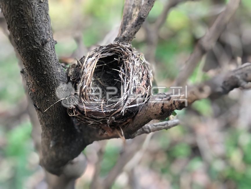 둥지,새둥지,nest,새집,박주가리집