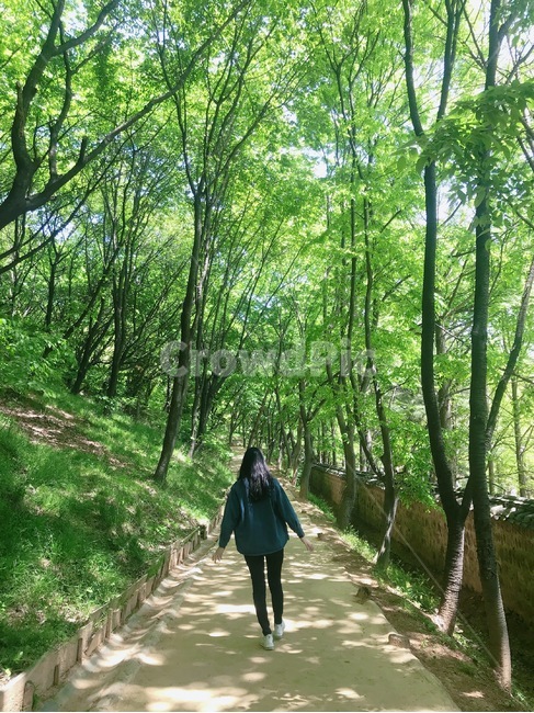 나무,길,사람,여자,뒷모습,걷기,인간,숲,풀,자연,풍경,nature,landscape,outdoors,옥외