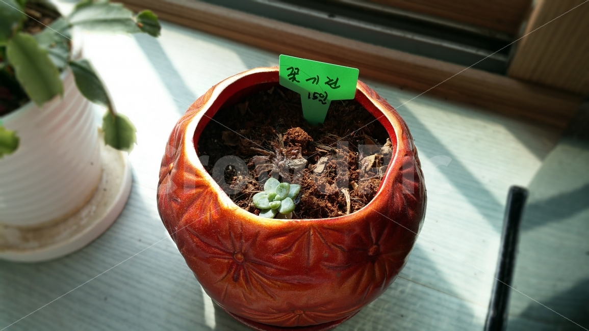 꽃기린,식물,화분,꽃기린식물,꽃기린화분,식물,자연,plants,nature,실내용화초,화분,화초,house plant