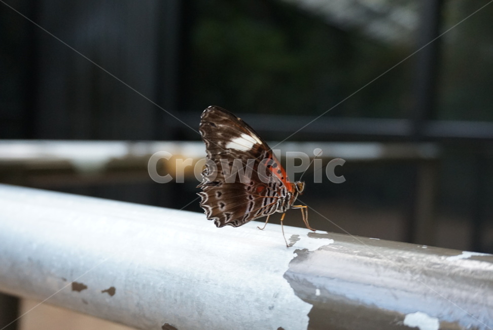 나비,노랑나비,검정나비,곤충,나방,호랑나비,동물,animal,곤충,벌레,insect,bug