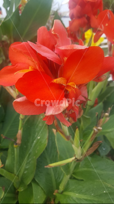 plant,식물,blossom,꽃,flower,식물,자연,plants,nature,꽃,flower
