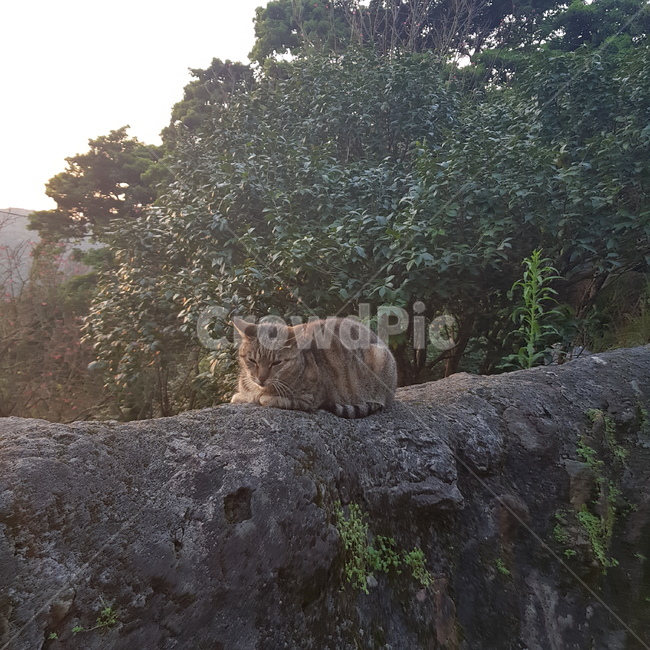 고양이,길고양이,담벼락,자연,나무,동물,animal,포유류,mammal,고양이,cat,kitten,kitty