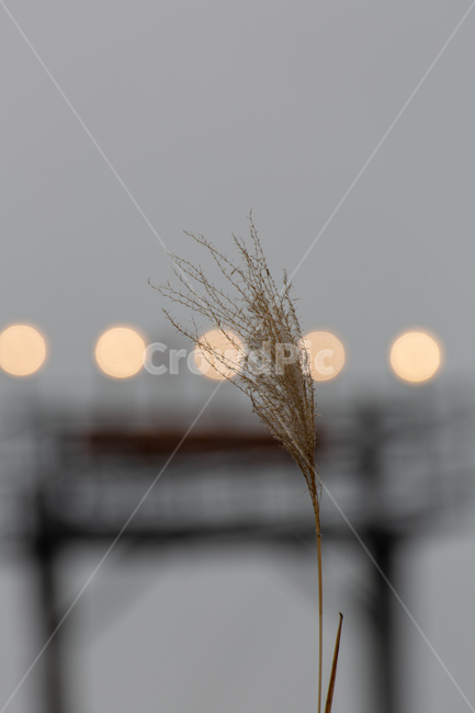 갈대,그리움,차가움,겨울,억새,식물,자연,plants,nature,감성,sensible,feeling