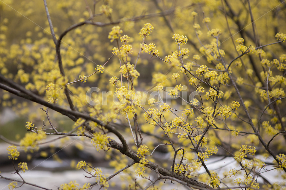 아웃포커스,개나리,풍경,나무,자연,노랑,봄,계절,spring,season,식물,자연,plants,nature,꽃,flower,plant
