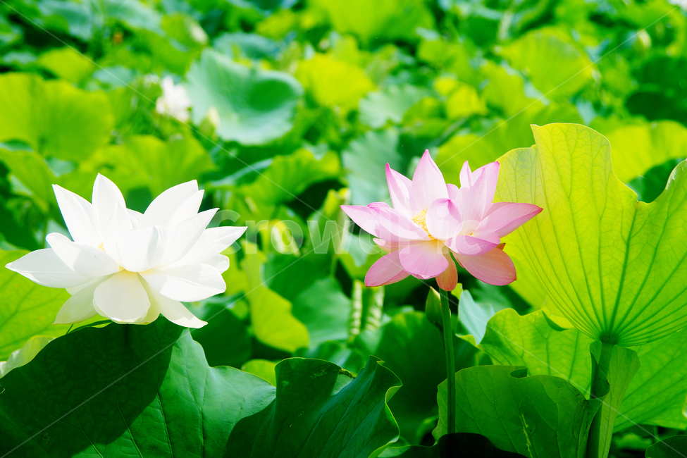 꽃,여름,연꽃,연잎,봉우리,푸른,나뭇잎,식물,자연,plants,nature,꽃,flower