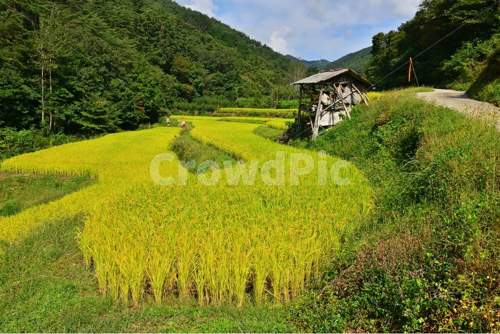 nature,자연,outdoors,field,들,옥외,rural,농촌,farm,농장,다랭이논,다랭이,농업,농사,농경지,경작,농경,벼농사,농업,농사,agriculture,farming,farming industry