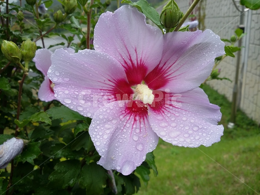 꽃,식물,plant,flower,무궁화,식물,자연,plants,nature,꽃,flower