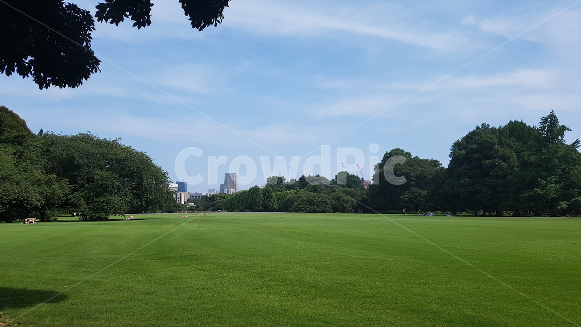 grass,plant,식물,lawn,잔디