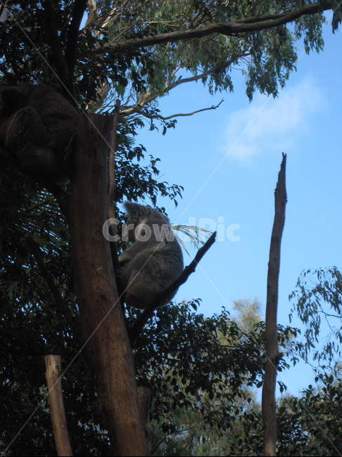 코알라,koala,animal,동물,호주,동물,animal