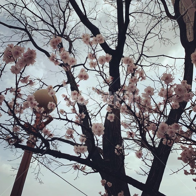 plant,식물,cherryblossom,벚꽃,blossom,꽃,flower,나무
