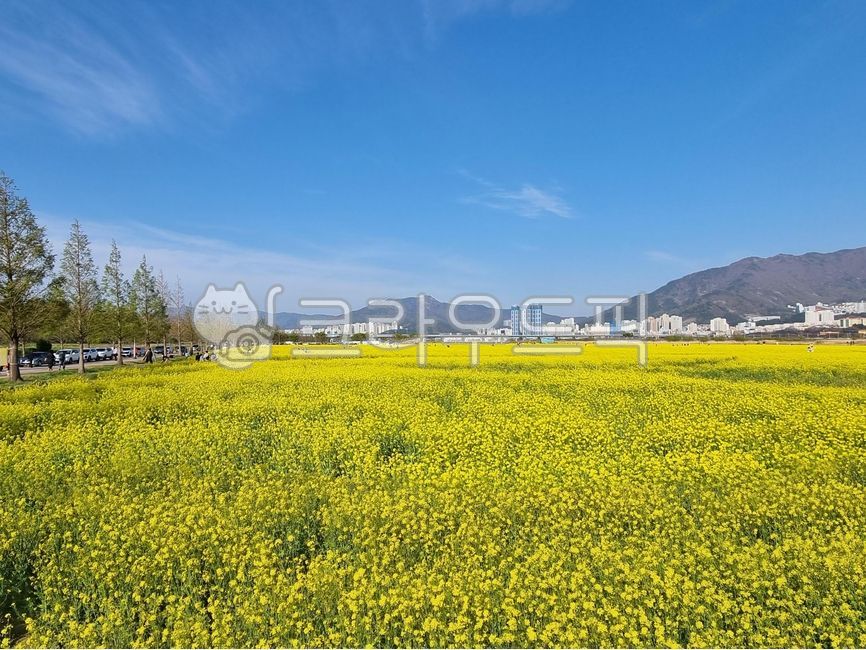 Spring background,yellow,Rape flower background,spring,weather,sight,sunny,sky,Busan travel,flower snap,full bloom,flower,Busan scenery,background,busan,Daejeo Ecological Park,rape flower,rapeblossoms,flower background,flower scenery,Rape flower scenery,l