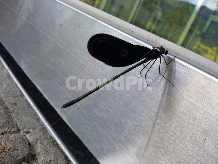 곤충,insect,animal,동물,잠자리,곤충,벌레,insect,bug