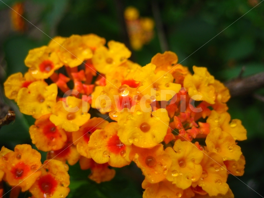 꽃,더불어,함께,숲,식물,애틀란타,식물,자연,plants,nature,꽃,flower