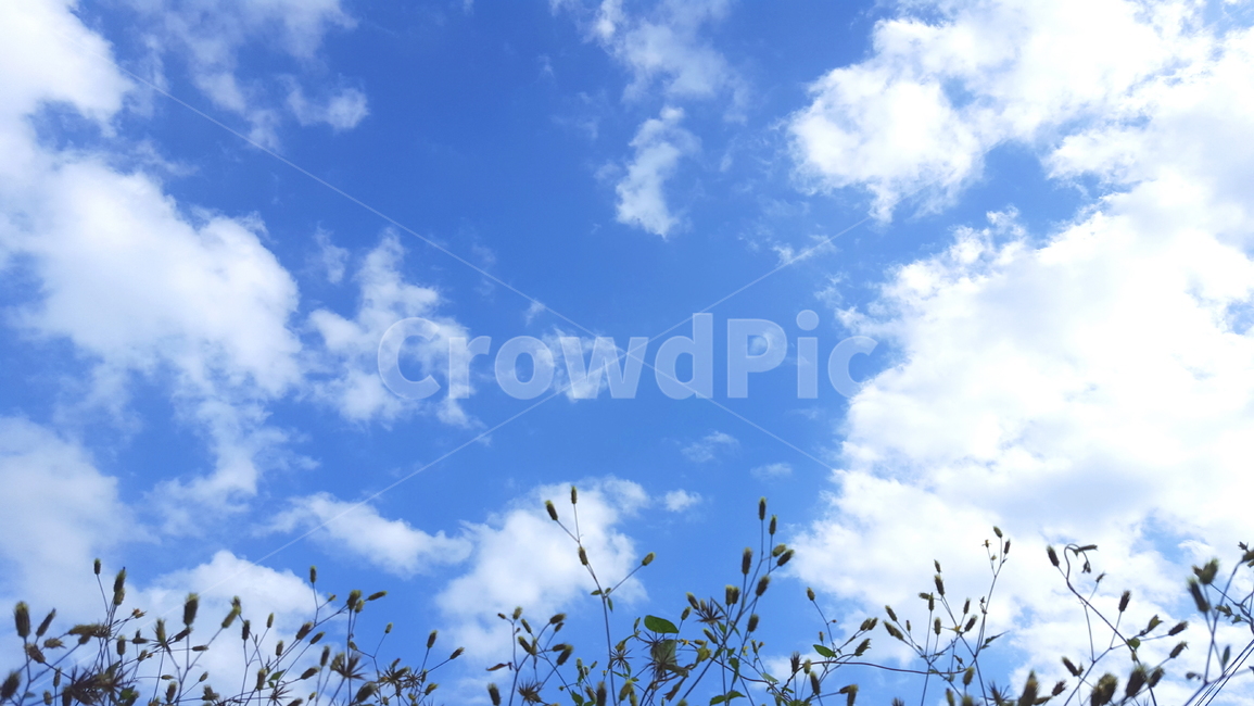 하늘,가을,배경,디자인,식물,자연,풍경,nature,landscape,outdoors,옥외,sky,azure sky,푸른 하늘,cloud,구름
