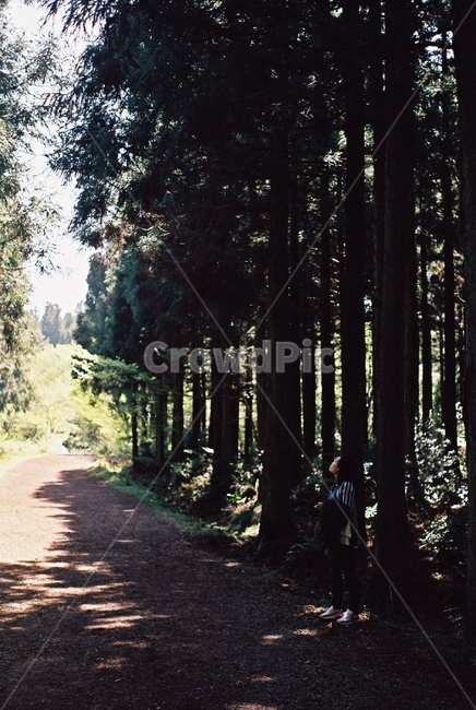 plant,tree,나무,휴양림,산림욕,숲길,자연,풍경,nature,landscape,식물