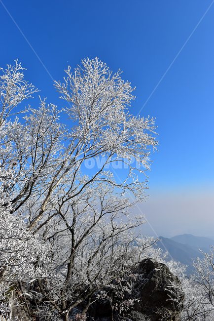 소백산,눈꽃풍경,상고대,겨울풍경,국립공원,겨울동화,힐링,감성,아름다움,뷰티풀,설국,눈풍경,파란하늘,100대명산,겨울명산,설경,서리꽃,snow,landscape,눈,화이트,자연,신비로운,경이로운,천상,비경,치유,산,명산,자연풍경,늦가을,영주,단양,풍기,희방사,삼가리,비로봉,연화봉,겨울,계절,winter,season,자연,풍경,nature,landscape,식물,plants,나무,trees,wood,plant,outdoors,옥외
