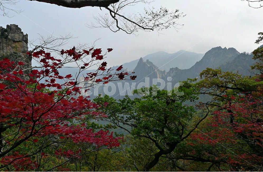설악산,가을,단풍,공룡능선,세존봉,가을,계절,fall,autumn,season,자연,풍경,nature,landscape,한국자연풍경,한국자연경관,korea nature landscape,plant,식물,tree,나무,leaf,잎