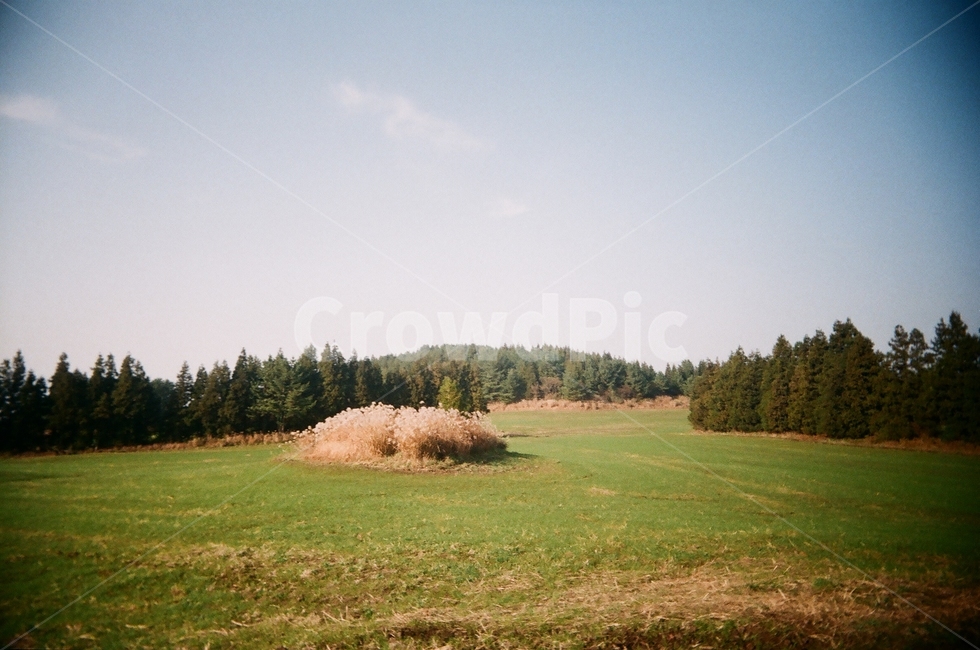 가을풍경,궷물오름,들판,제주,오름,제주자연,필름사진,자연,풍경,nature,landscape,제주도,jeju,jeju island,field,들,grassland,목초지,outdoors,옥외