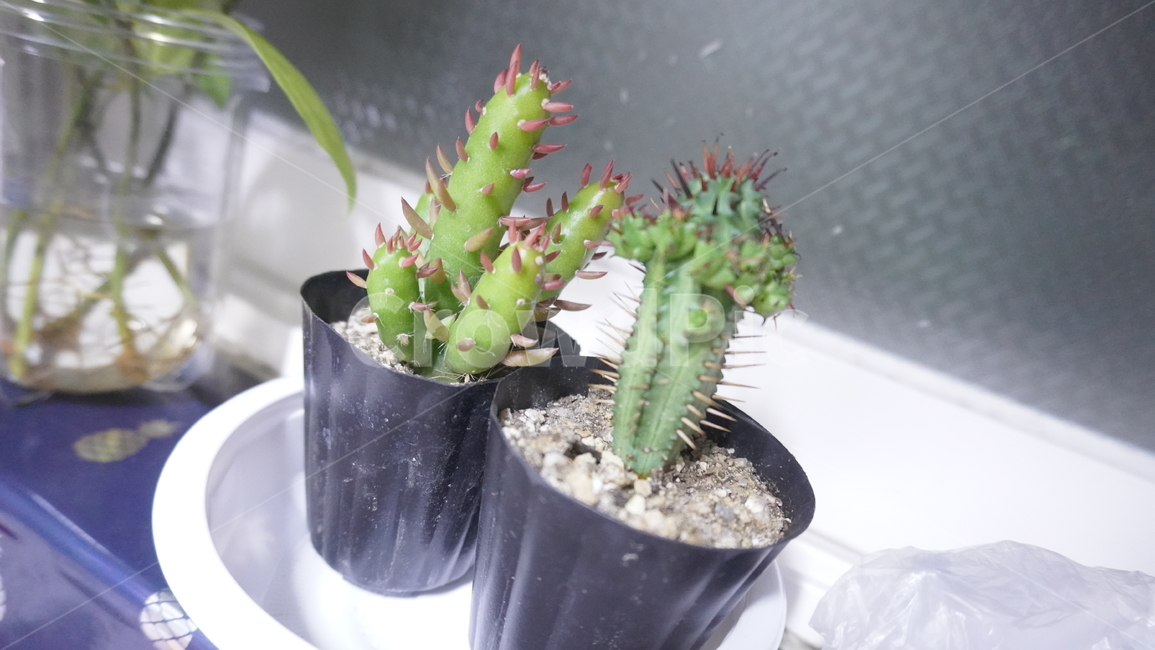 식물,선인장,다육,다육식물,화분,plant,cactus