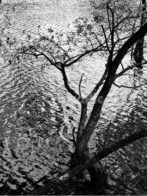 주산지,흑백,저수지,나무,물,아침,식물,자연,plants,nature,나무,trees,wood,흑백,모노톤,monochrome,black and white