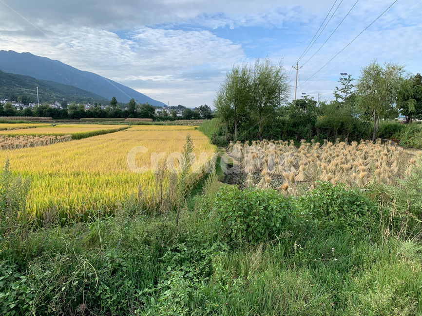 field,들,outdoors,nature,자연,countryside,rural,농촌,중국,china,운남성,yunnan,시골,들판,농업,농사,agriculture,farming,farming industry