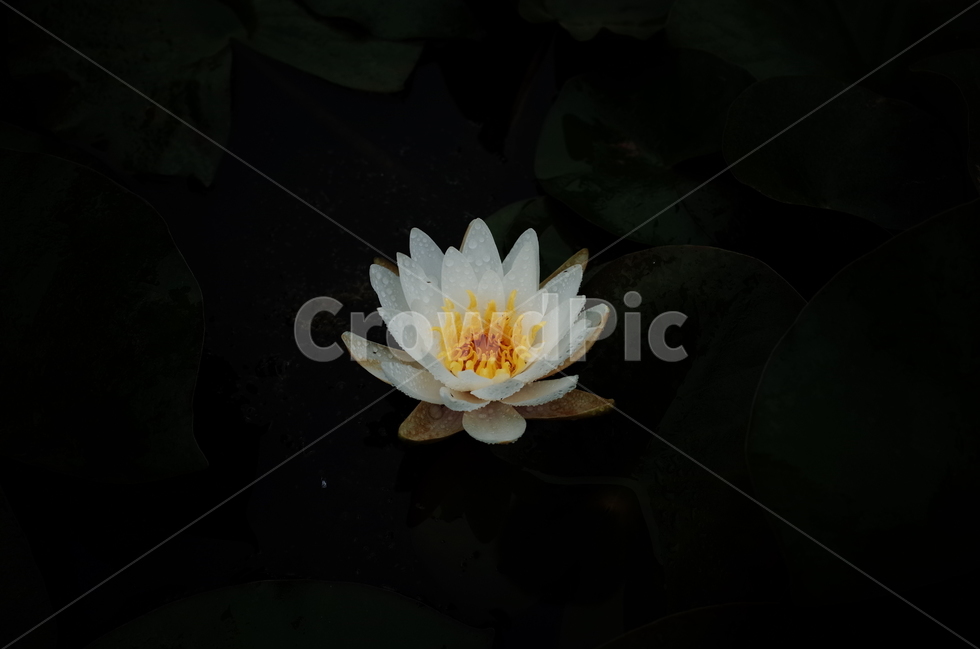 연꽃,하얀,화이트,여름,어두운배경,식물,자연,plants,nature,꽃,flower
