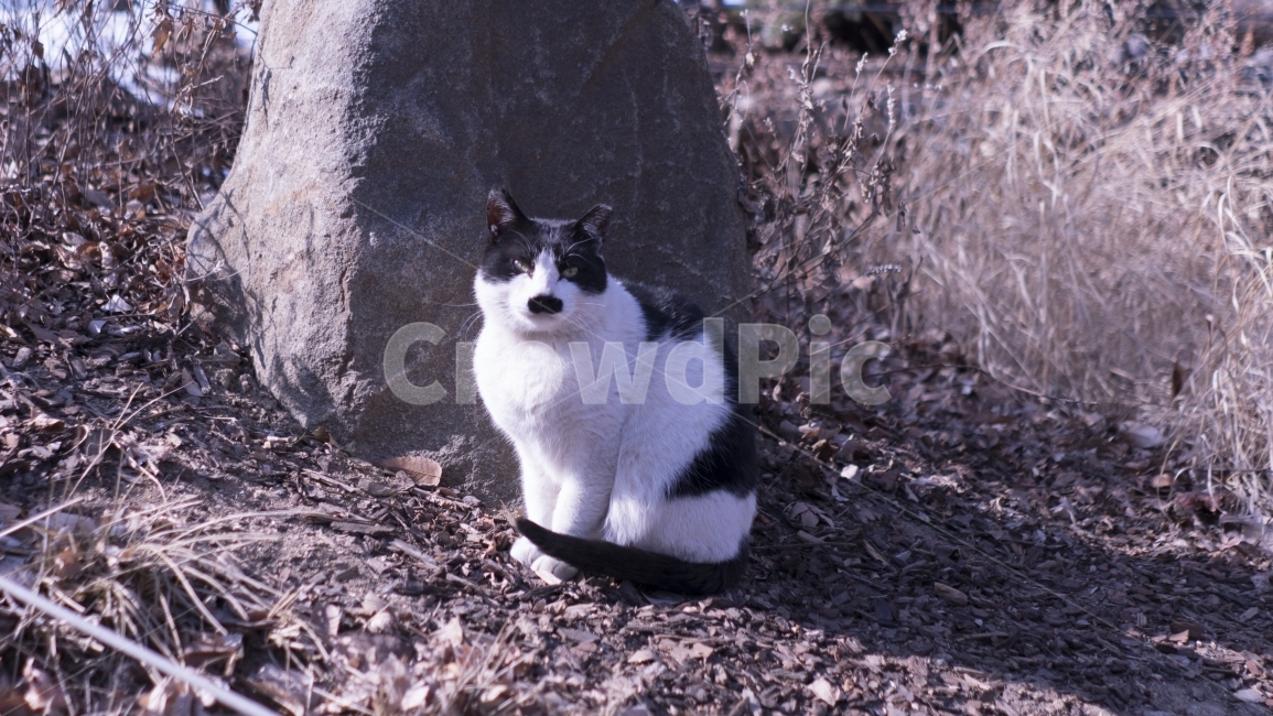 고양이,콧수염,길고양이,고냥이,cat,동물,animal,포유류,mammal,고양이,cat,kitten,kitty