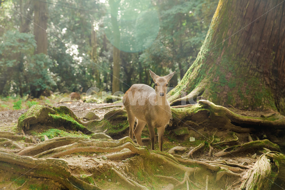 사슴,deer,숲,동물,나라,밤비,순수,동물,animal,포유류,mammal,휴식,힐링,rest,relaxation,healing