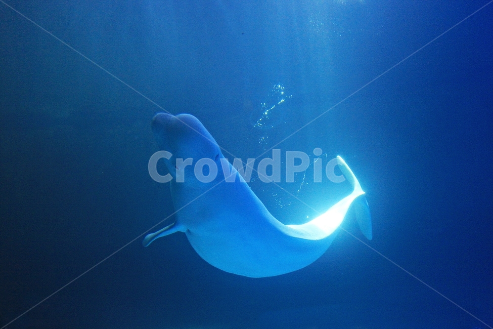 돌고래,고래,아쿠아리움,수족관,포유류,물,동물,animal,포유류,mammal