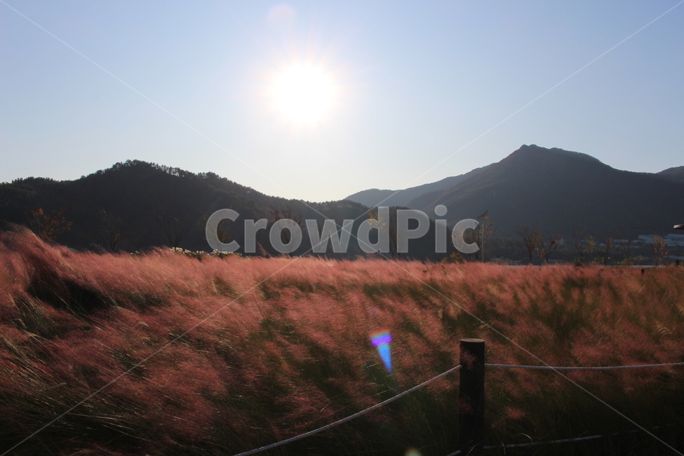 light,빛,flare,플레어,nature,자연,outdoors,옥외,들꽃,억새