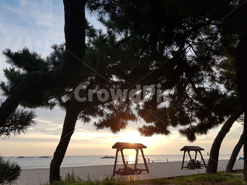 tree,나무,자연,nature,바다,sea,해돋이,일출,동해,자연,풍경,nature,landscape