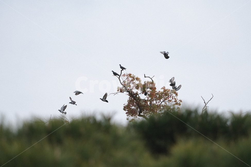 하늘,새,비상,나무,날다,sky,bird,fly,nature,동물,animal,조류,새,birds