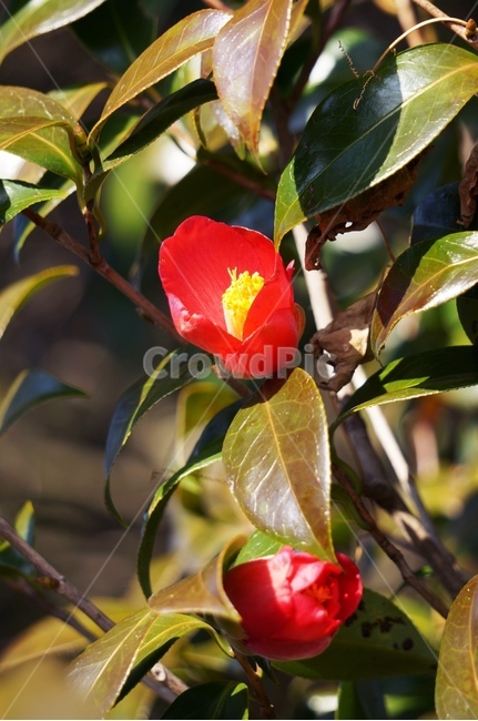 plant,제주도,동백꽃,동백,식물,겨울꽃