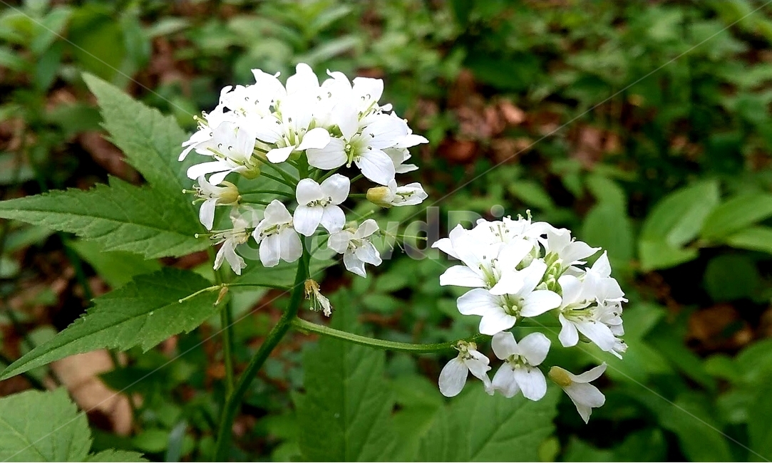 식물,꽃,미나리냉이,화이트,여름,식물,자연,plants,nature,꽃,flower