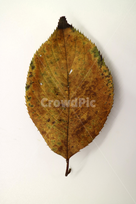 낙엽,가을,나뭇잎,잎,잎사귀,계절,식물,자연,가을낙엽,fallenleaves,deadleaves,오브젝트,누끼,가을,계절,fall,autumn,season,leaf,plant,food,음식,pineapple,파인애플,fruit,과일