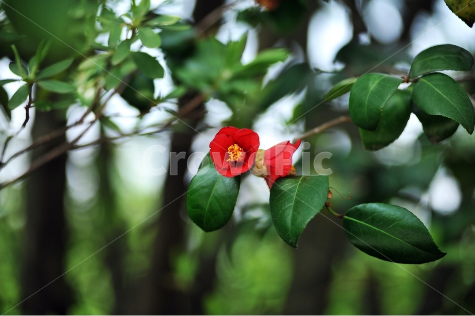 동백,동백꽃,빨간꽃,식물,동백기름,재래동백꽃,식물,자연,plants,nature,꽃,flower