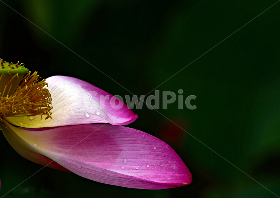 연,연꽃,홍련,자연,식물,식물,자연,plants,nature,꽃,flower