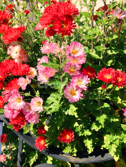 꽃,화단,붉은꽃,국화,flower,chrysanthemum
