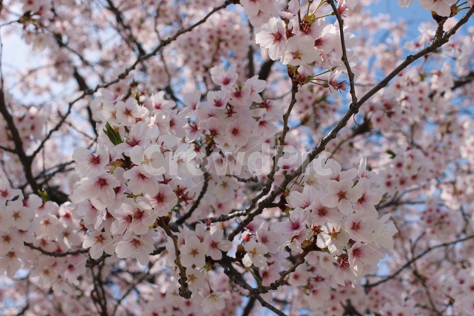 blossom,cherryblossom,벚꽃,벚꽃나무,벚꽃잎,plant,식물,꽃,flower,3월,4월,봄꽃,march,april,봄,계절,spring,season