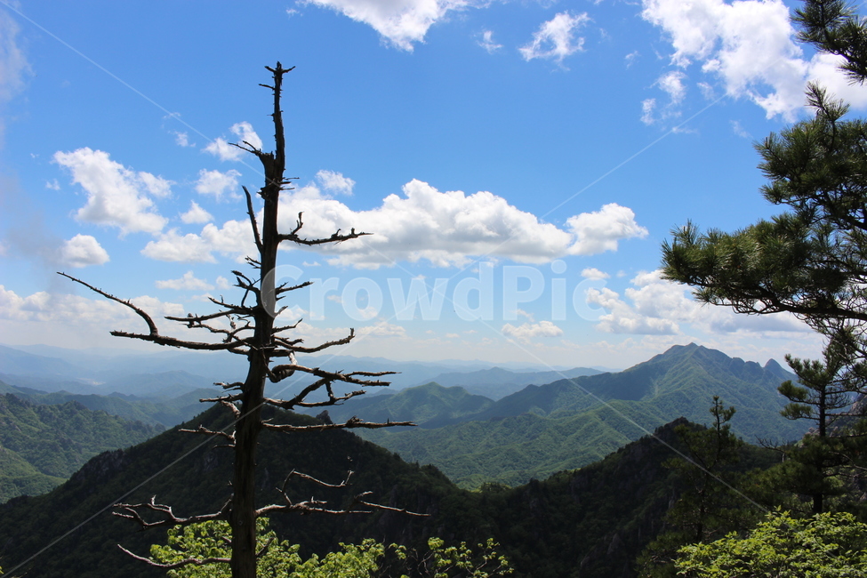 plant,식물,tree,nature,자연,outdoors,bluesky,파란하늘,나무,설악산,산,등산,자연,풍경,nature,landscape