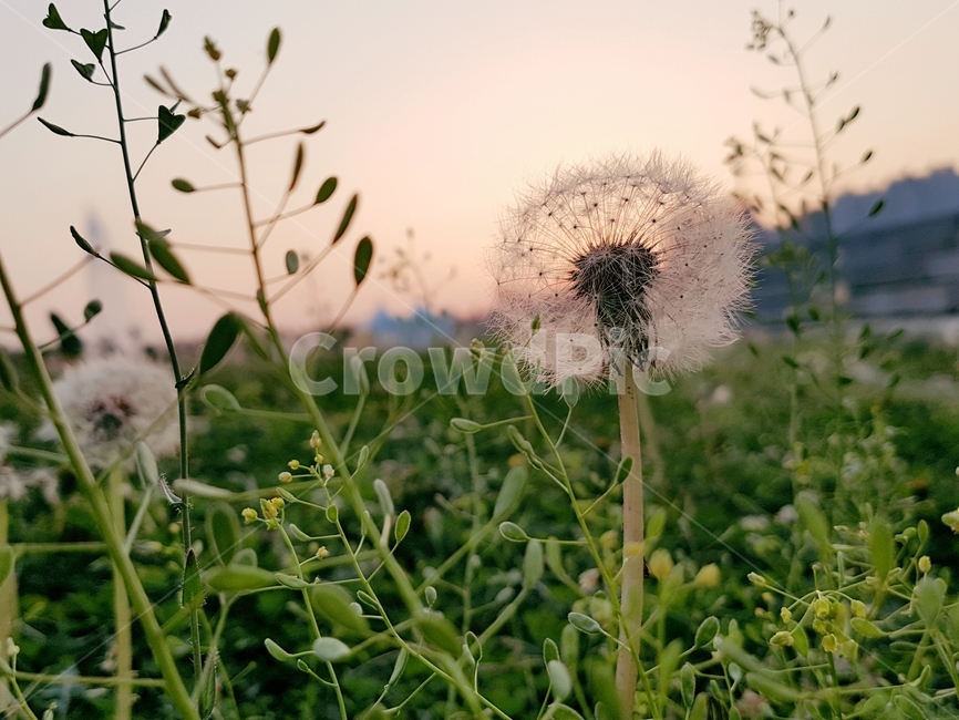 flower,꽃,blossom,민들레,노을,자연,식물,자연,plants,nature,꽃,flower