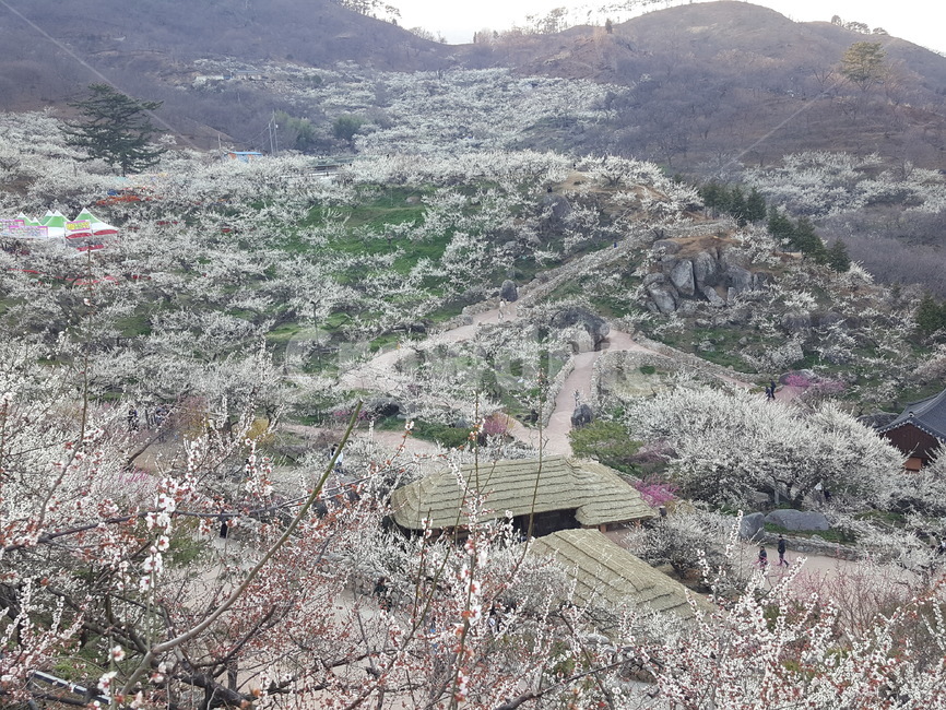 매화,매화꽃,매화마을,축제,꽃,광양매화마을,매화축제,분홍꽃,분홍,파란,하늘,자연,식물,계절,풍경,산,flower,nature,season,봄,계절,spring,season,자연,풍경,nature,landscape,경치,outdoors,옥외,scenery,plant