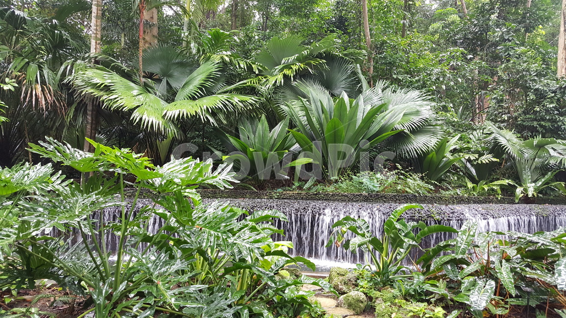 열대,열대식물,열대공원,tropical,plant,해외,외국,싱가포르,singapore,공원,park