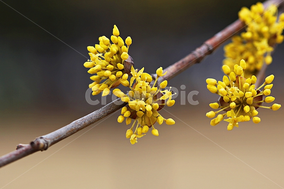 산수유꽃,꽃,산수유나무,자연,배경,봄,계절,spring,season,식물,자연,plants,nature,꽃,flower,plant