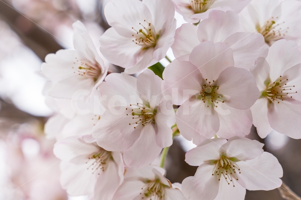 봄,벚꽃,꽃,flower,자연,풍경,식물,식물,자연,plants,nature,봄,계절,spring,season,꽃,flower,plant