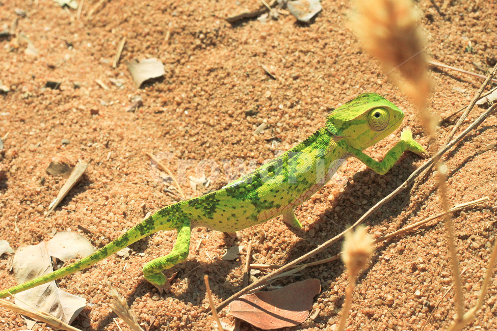 카멜레온,파충류,아프리카,모래,녹색,africa