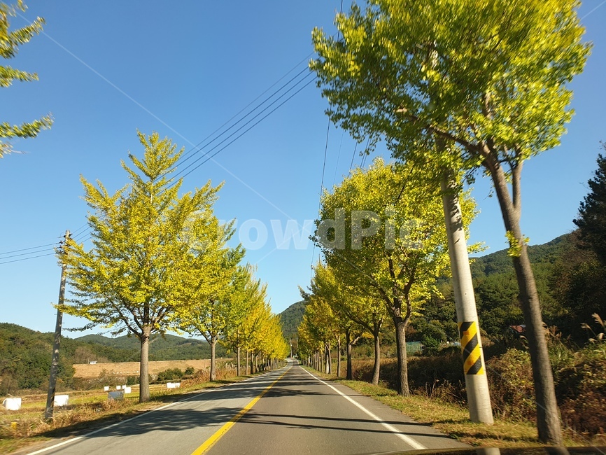road,도로,asphalt,아스팔트,은행나무,국도,지방도,의령,단풍