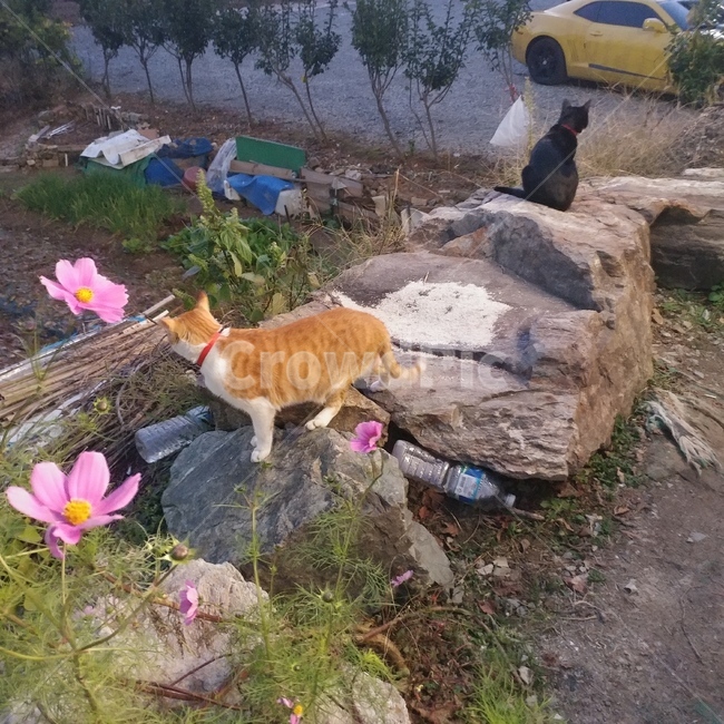 고양이,냥이,동물,애완묘,길냥이,동물,animal,포유류,mammal,고양이,cat,kitten,kitty