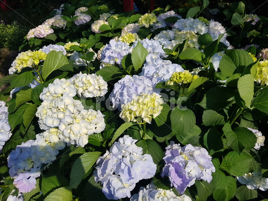 자연,꽃,수국,수국꽃,힐링,여유,식물,자연,plants,nature,꽃,flower